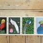 A Pack Of Four Mixed Exotic Pheasant Cards, thumbnail 1 of 5