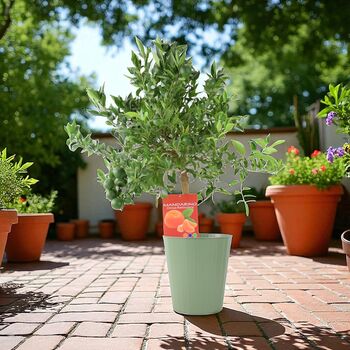 Citrus Mandarin Tree In 5 L Pot – Fragrant And Fruiting, 4 of 4