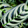 Houseplant Calathea 'Burle Marxii' Plant In 13cm Pot, thumbnail 3 of 5