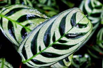 Houseplant Calathea 'Burle Marxii' Plant In 13cm Pot, 3 of 5
