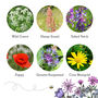Wildlife Collection Wildflower Seeds, thumbnail 9 of 12