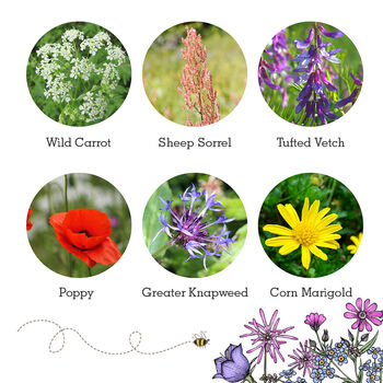 Wildlife Collection Wildflower Seeds, 9 of 12