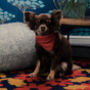 Dog Bandana Leather On Collar, thumbnail 1 of 11