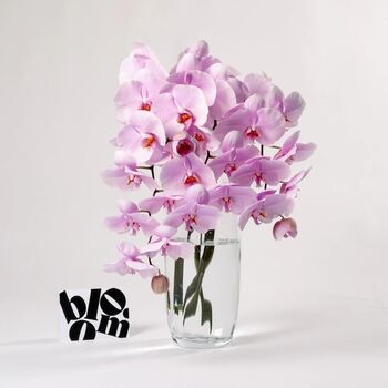 Ballet Slipper Pink Phalaenopsis Orchid Flowers, 2 of 2