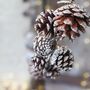 Natural Pine Cone Garland, thumbnail 1 of 2