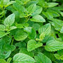 Herbs, Lemon Mint, One X Full Plant In A 9cm Pot, thumbnail 5 of 5