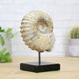 Ammonite Fossil Stand 180 Million Years Old, thumbnail 1 of 5