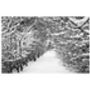 Snowy Path, Suffolk Photographic Art Print, thumbnail 3 of 4