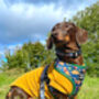 Christmas Dino Rawr Biscuits Dog Harness, thumbnail 4 of 4