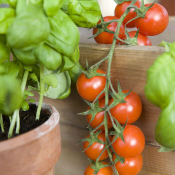 Grow Your Own Organic Tomato Sauce Gift Set, 5 of 11