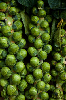 Brussels Sprouts Plants 'Brigitte' Plug Plants, 5 of 8