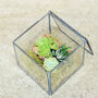 Glass Cube Succulent Terrarium Christmas Present, thumbnail 4 of 4