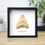 Juvenile Megalodon Tooth Box Frame Real Authentic Jurassic Dinosaur Fossil Museum Quality Natural History Interior Design Home Decor Display Gift Ornament, thumbnail 1 of 4