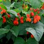 Runner Beans 'Red Rum' 16 X Plant Pack, thumbnail 4 of 5