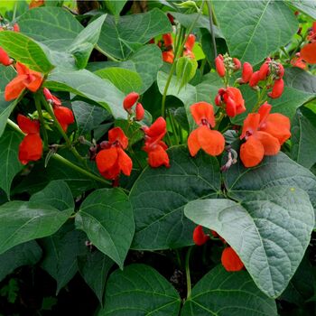 Runner Beans 'Red Rum' 16 X Plant Pack, 4 of 5