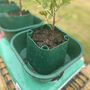 Three Thirsty Tomato Grow Bag Pots Watering Aid Kit, thumbnail 7 of 11