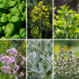 Herbal Kitchen Garden Seeds, Multi Pack Collection, thumbnail 4 of 12