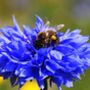 25 Personalised Wildflower Seed Ball Seed Gifts, thumbnail 8 of 10
