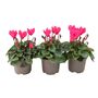 Cyclamen Dark Pink Garden Plants In 9cm Pots – 3 Pack, thumbnail 1 of 2