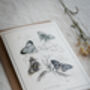 Set Of Four Butterfly Cards – Vintage Illustration Mix, thumbnail 5 of 12