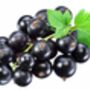 Blackcurrant Plants, 'Titania', thumbnail 3 of 12