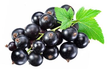 Blackcurrant Plants, 'Titania', 3 of 12