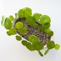 Hydrocotyle Vulgaris Marsh Pennywort Water Aquatic Live House Plant, thumbnail 3 of 5