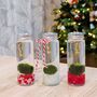 Japanese Marimo Moss Ball Terrarium Christmas Gift, thumbnail 1 of 3