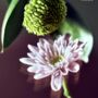 Botanical Alphabet Seeds, thumbnail 9 of 9
