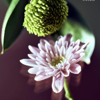 Botanical Alphabet Seeds, 9 of 9