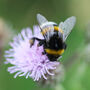 Seed Ball Making Activity Kit With Bee Friendly Wildflower Seeds, thumbnail 6 of 12