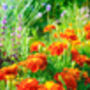 French Marigold 'Mixed Selection' 20 X Plant Pack, thumbnail 2 of 5