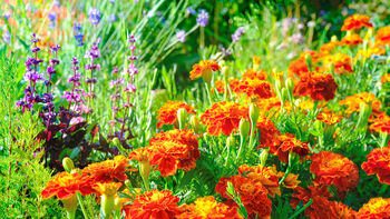 French Marigold 'Mixed Selection' 20 X Plant Pack, 2 of 5