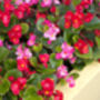 Begonia 'Green Leaf Mixed', thumbnail 4 of 9