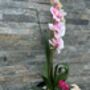 Large Pink Phalenopsis Orchid In Silver Fluted Bowl, thumbnail 7 of 9