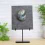 Iridescent Ammonite In Matrix Bespoke Steel Stand Real Authentic Dinosaur Fossil Natural History Interior Design Home Decor Display Gift Ornament, thumbnail 1 of 4