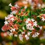 Shrub Abelia Grandiflora One Plant In Two Litre Pot, thumbnail 5 of 5