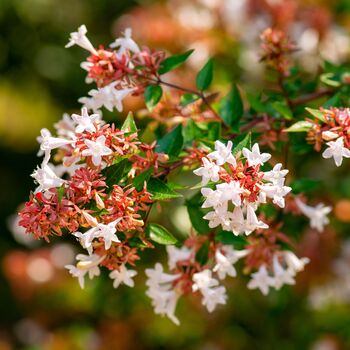 Shrub Abelia Grandiflora One Plant In Two Litre Pot, 5 of 5