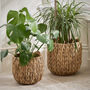 Set Of Two Water Hyacinth Planter Baskets, thumbnail 1 of 6