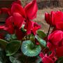 Winter Flower Cyclamen Rouge Six Plants In 10.5cm Pot, thumbnail 4 of 5