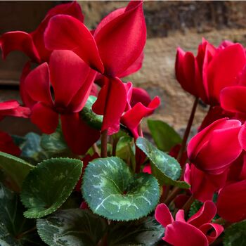 Winter Flower Cyclamen Rouge Six Plants In 10.5cm Pot, 4 of 5