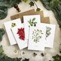 Christmas Botanical Note Card Set, thumbnail 2 of 5
