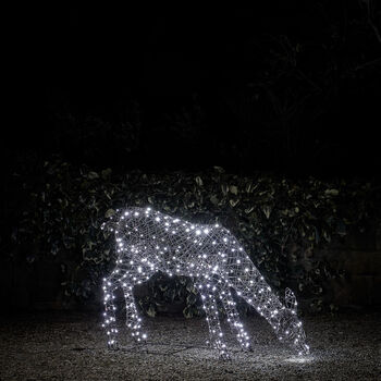 Xl Studley Rattan Doe Dual LED Light Up Reindeer, 3 of 3