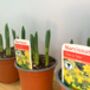 Narcissus 'Tete A Tete' Three X Full Plants In 9cm Pots, thumbnail 5 of 7