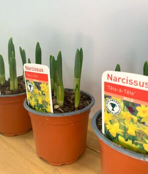 Narcissus 'Tete A Tete' Three X Full Plants In 9cm Pots, 5 of 7