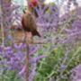Metal Robin Redbreast Garden Stake – Bird Ornament, thumbnail 5 of 8