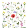 British Wild Flowers Illustrated Print, thumbnail 2 of 3