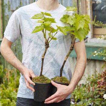 Red And White Duo Grapevine Gift Crate, 2 of 10