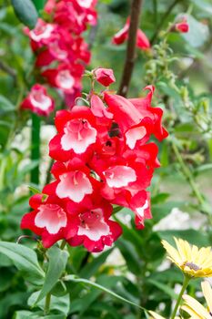 Penstemon 'Arabesque Mix' Three Plants In 10.5cm Pots, 3 of 7