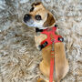 Red Pooch Pack Harness, thumbnail 3 of 6